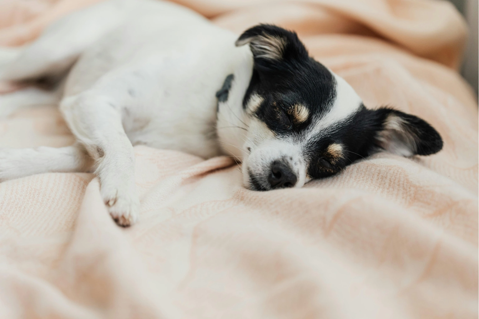 Vip elderly easy clean pet bedding for seniors
