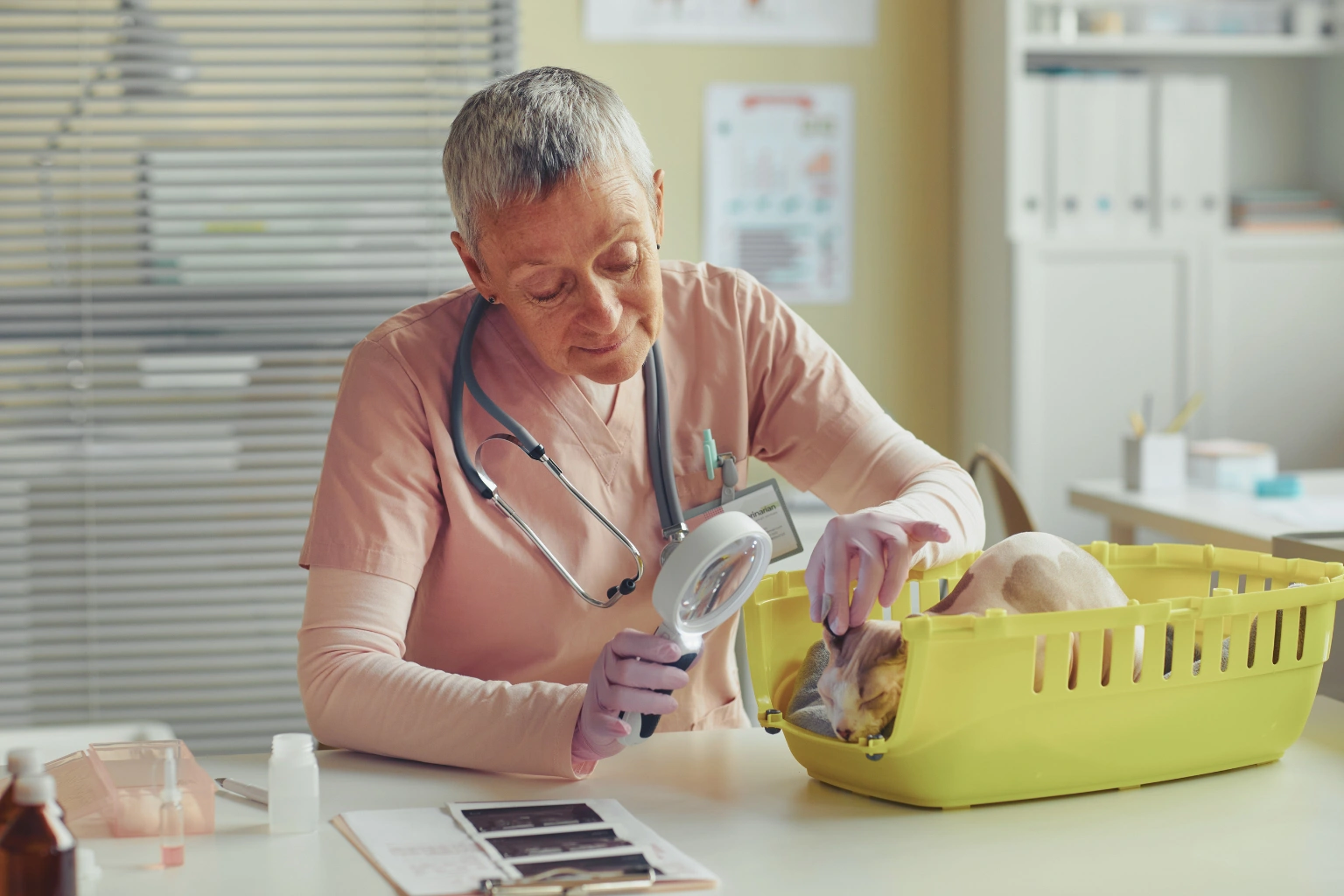 Vip elderly low cost vet care seniors