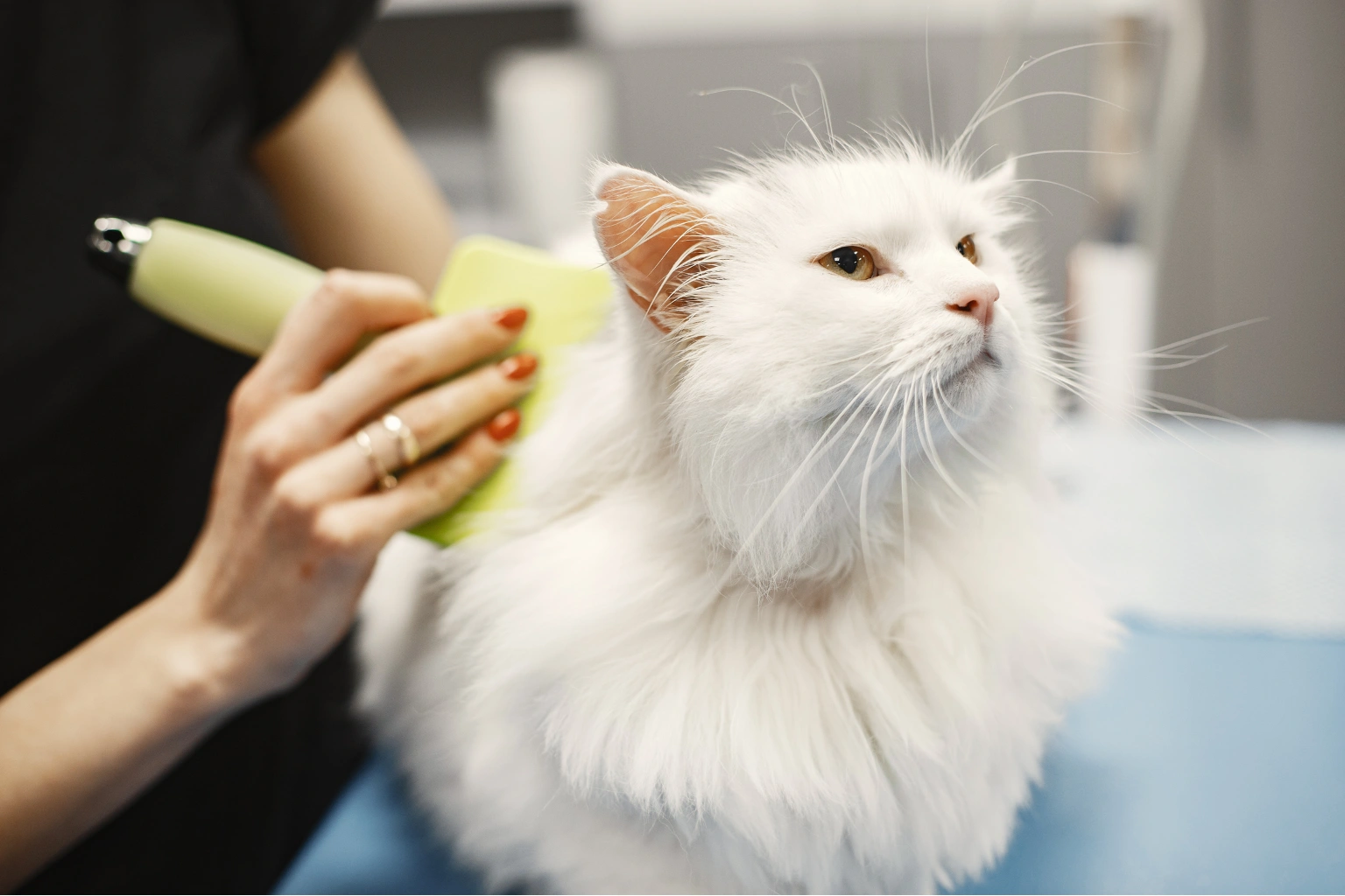 Vip elderly pet grooming tools for seniors